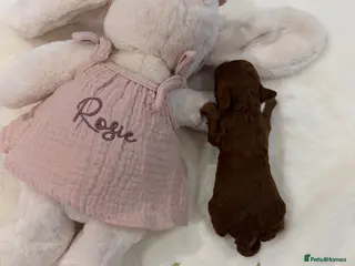 Toy Poodle dogs Asian x toy poodle - Advert 6