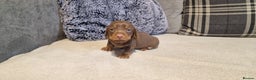 Miniature Dachshund dogs for sale: NICE PUPPPIES MINI DACHSHUND  - Advert 3