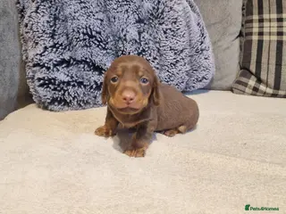 Miniature Dachshund dogs NICE PUPPPIES MINI DACHSHUND - Advert 13