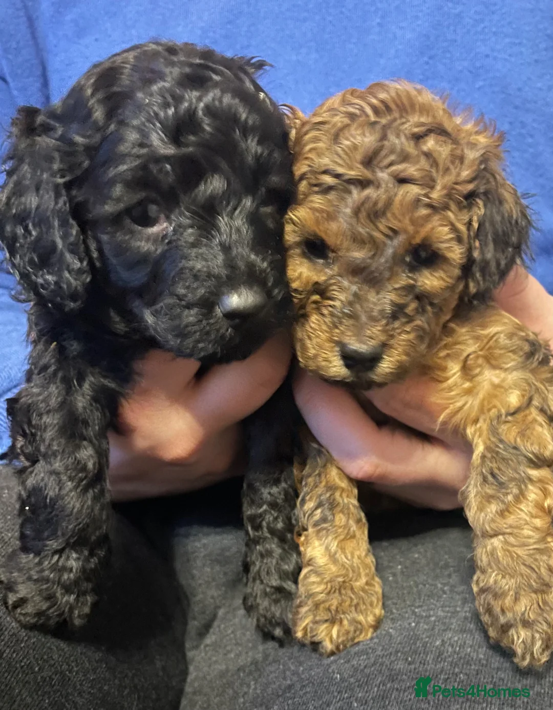 Toy Poodle dogs for sale: 5 Gorgeous and Lively Toy Poodle puppies  - Advert 2