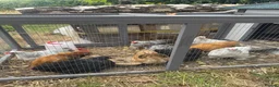 Chickens poultry for sale: Pekin Chicken Bundle x4 hens x1 Cockerel 🐓  in Carnforth - Advert 2