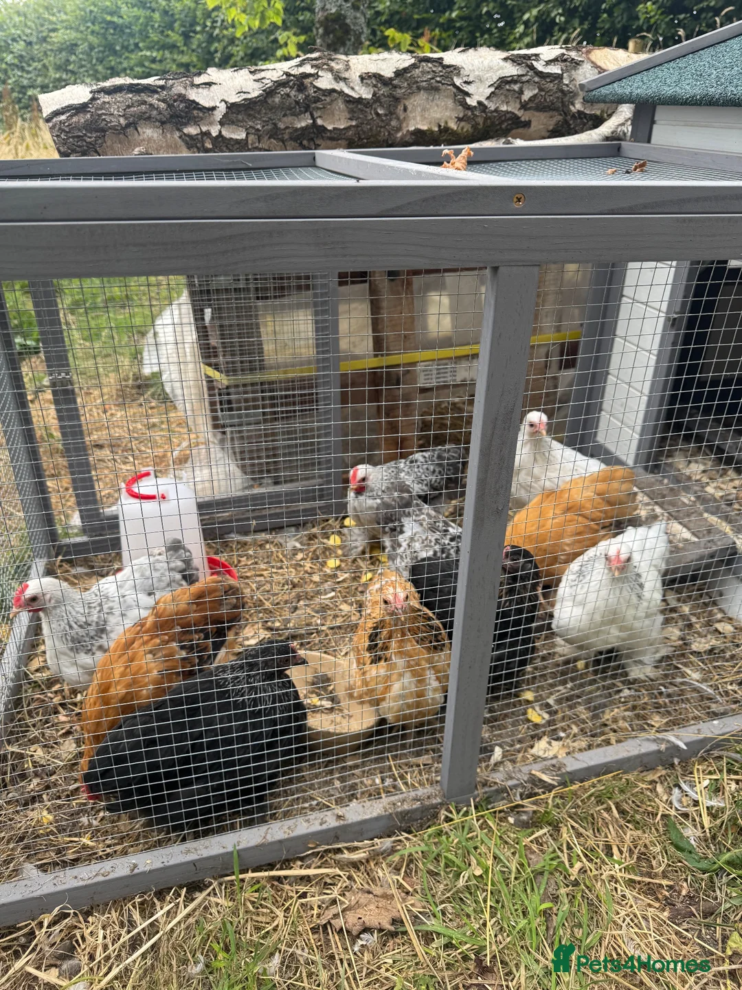 Chickens poultry for sale: Pekin Chicken Bundle x4 hens x1 Cockerel 🐓  in Carnforth - Advert 2