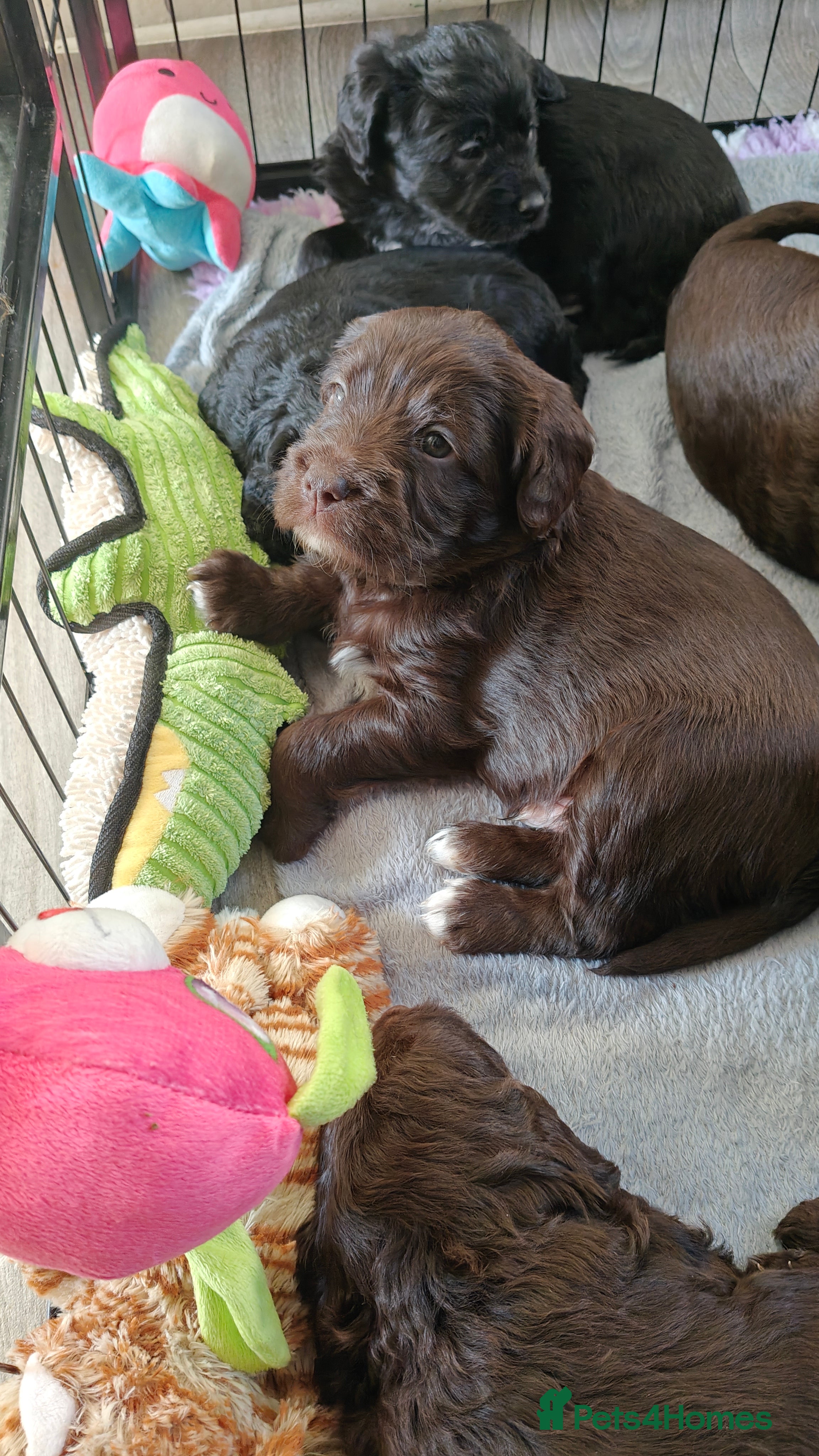 Mixed Breed dogs ✨Genetics Clear Australian Labradoodles✨ - Advert 7