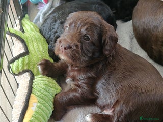 Mixed Breed dogs ✨Genetics Clear Australian Labradoodles✨ - Advert 7