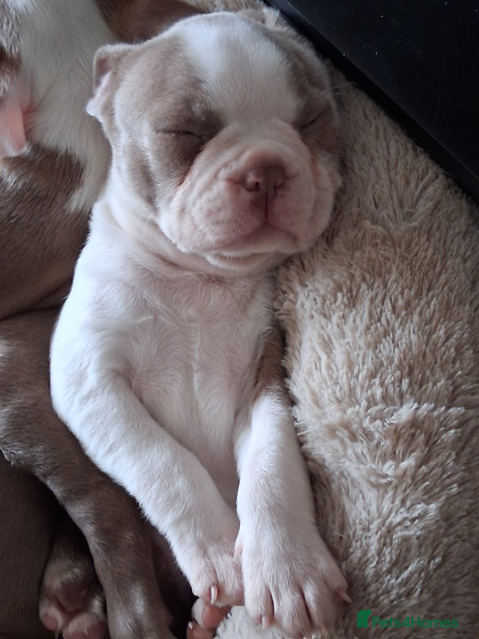 Boston Terrier dogs KC reg 1 girl 1 boy available  - Advert 4