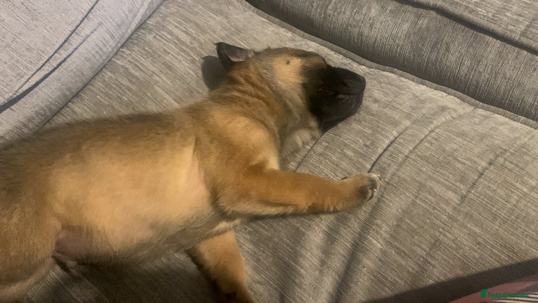 Mixed Breed dogs for sale: 2 beautiful babies left - Image 6