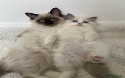 Ragdoll cats for sale: Ragdolls  - Image 7