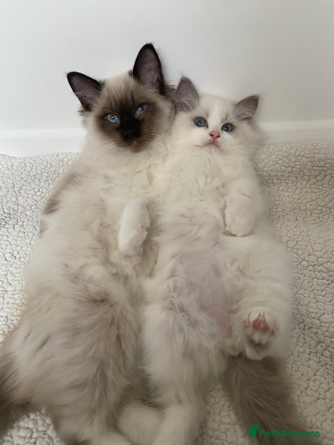 Ragdoll cats for sale: Ragdolls  - Image 7