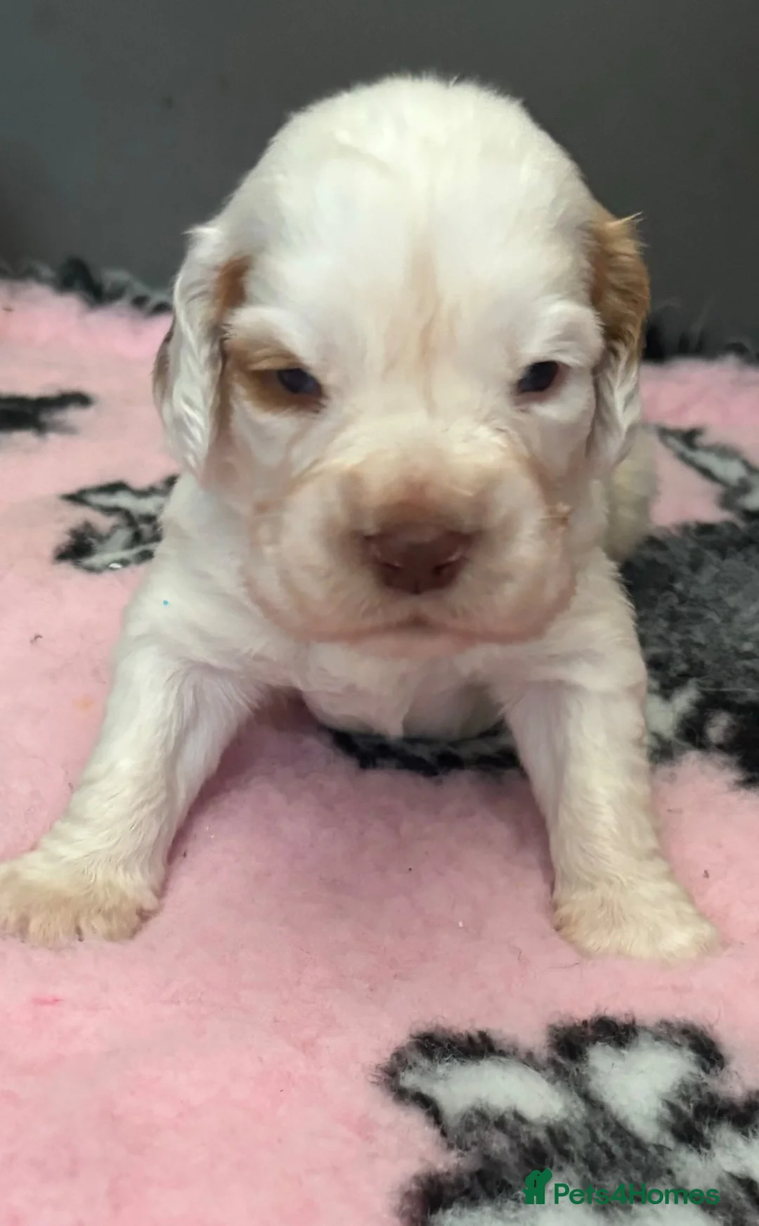 Clumber Spaniel dogs for sale: Top Quality Clumbers  - Advert 2