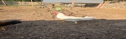 Chickens poultry for sale: Cockerels for Sale - Advert 4