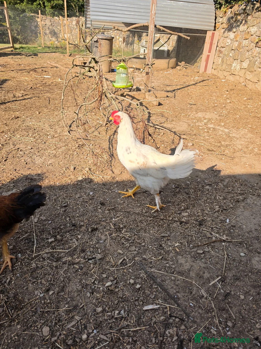 Chickens poultry for sale: Cockerels for Sale - Advert 4