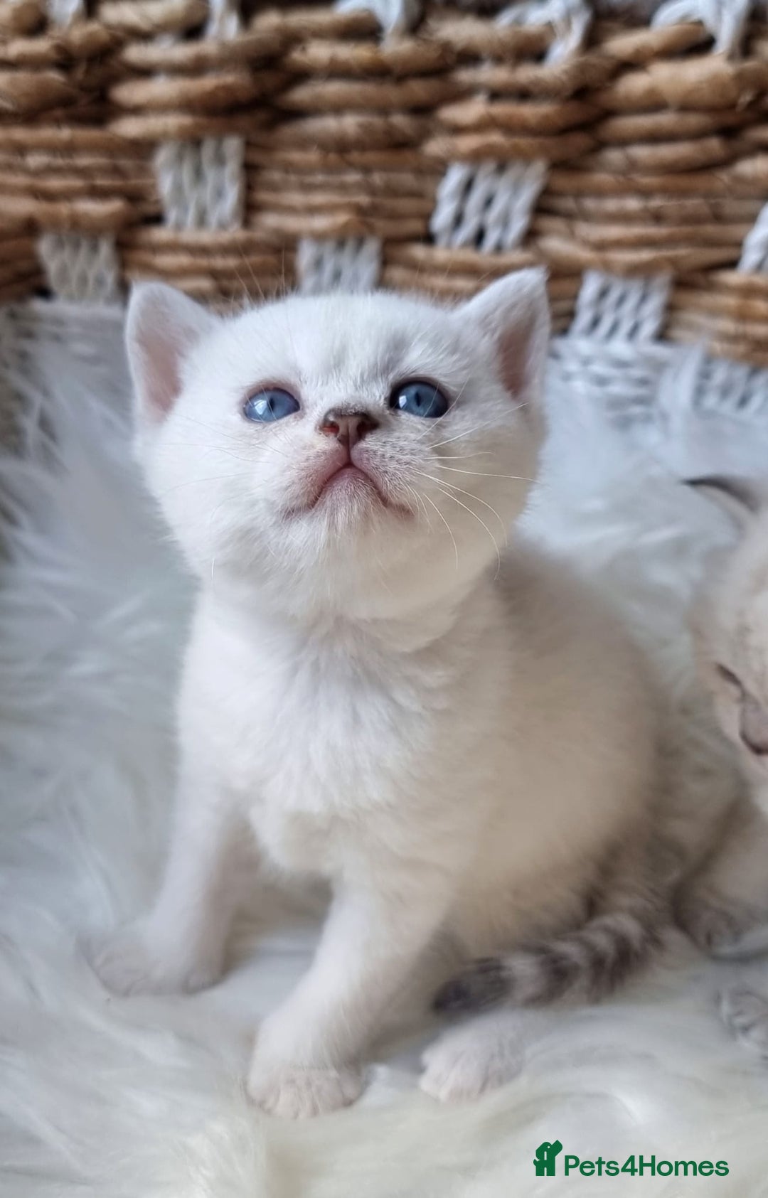 British Shorthair cats for sale: 💕LAST GIRL💕GOLDEN POINT BRITISH SHORTHAIR  - Advert 28