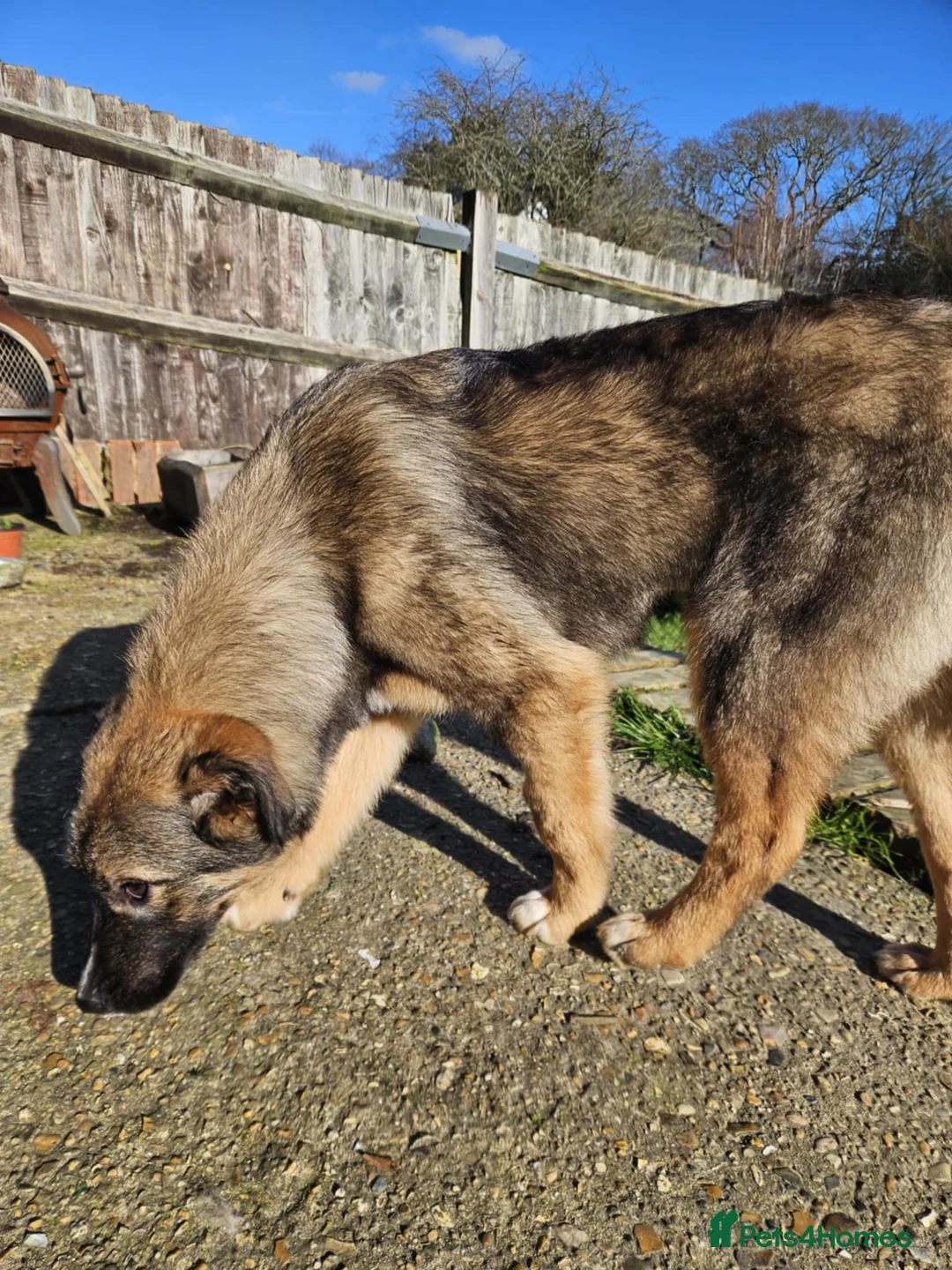 Mixed Breed dogs for adoption: Cute Colby for Adoption!  - Advert 6