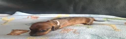 Miniature Dachshund dogs for sale: 1 girl 3 boys Miniature Dachshund pups in Pontefract - Advert 9