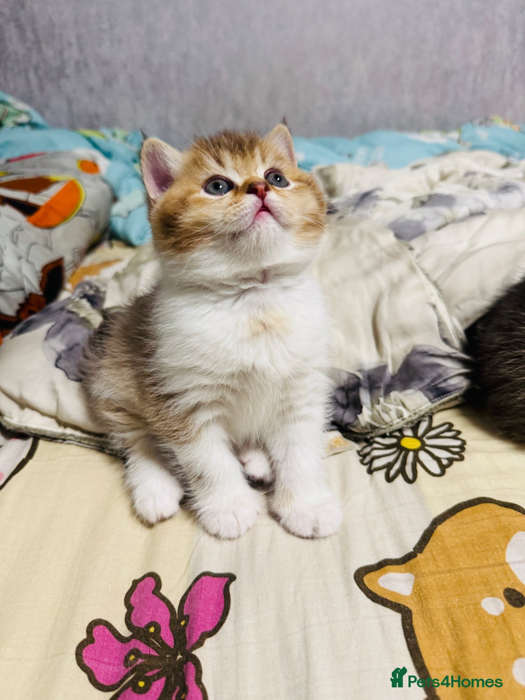 British Shorthair cats for sale: British shorthair - Advert 4