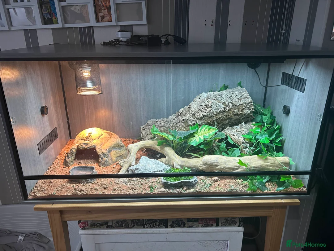 Bearded Dragon reptiles for sale: full set up with bearded dragon - Advert 1