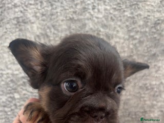 French Bulldog dogs - Advert 23