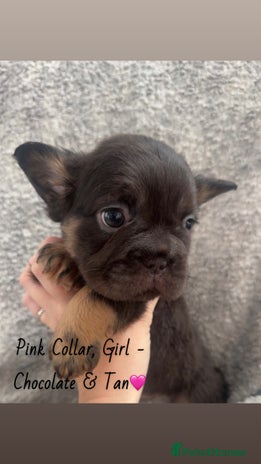 French Bulldog dogs - Advert 2