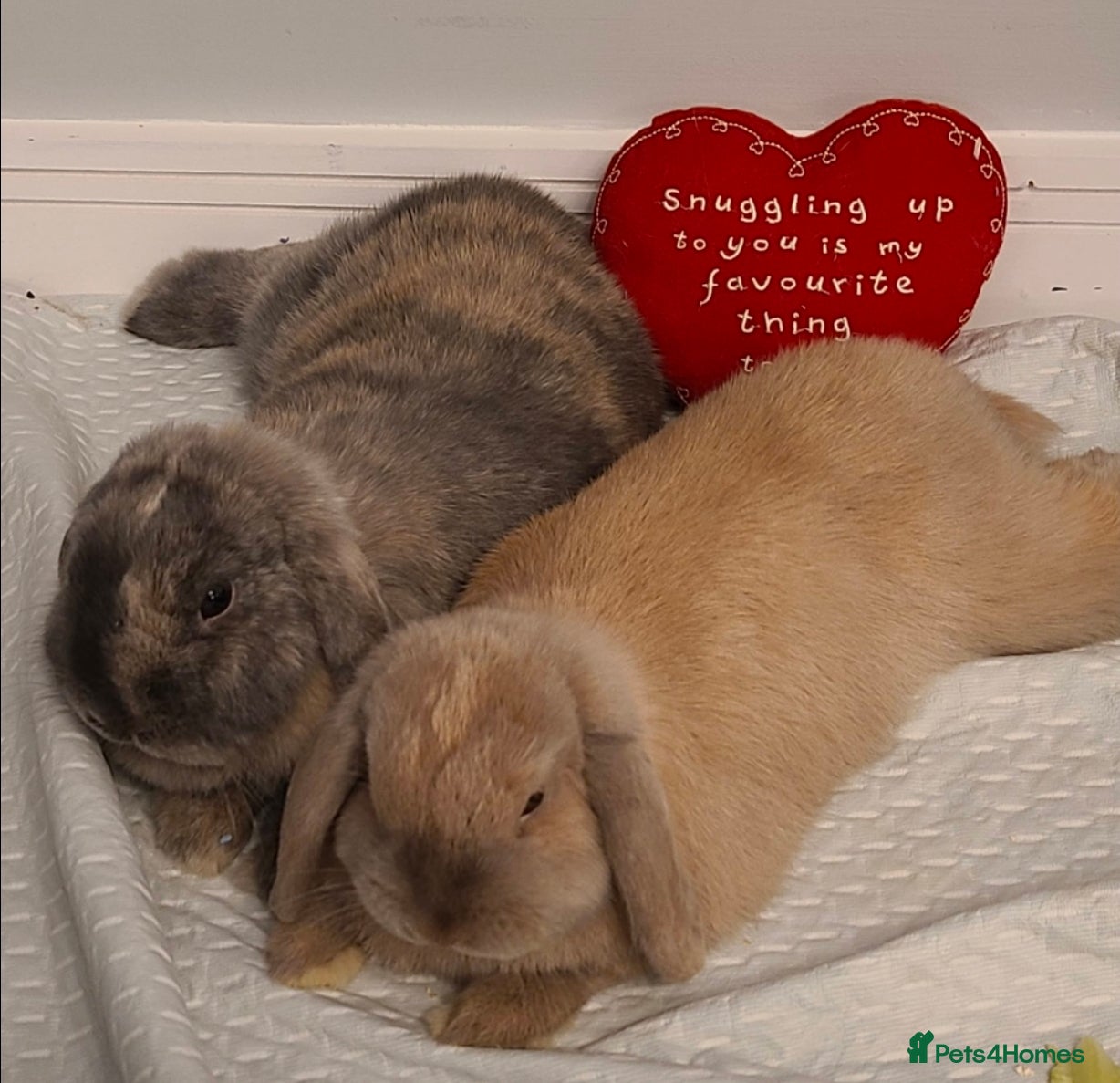 Mini Lop rabbits Bonded mini lop bunny pair - male & female - Advert 1