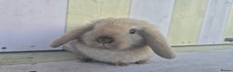 Mini Lop rabbits for sale: 💙 Beautiful and friendly mini lop boys 💙 - Advert 4