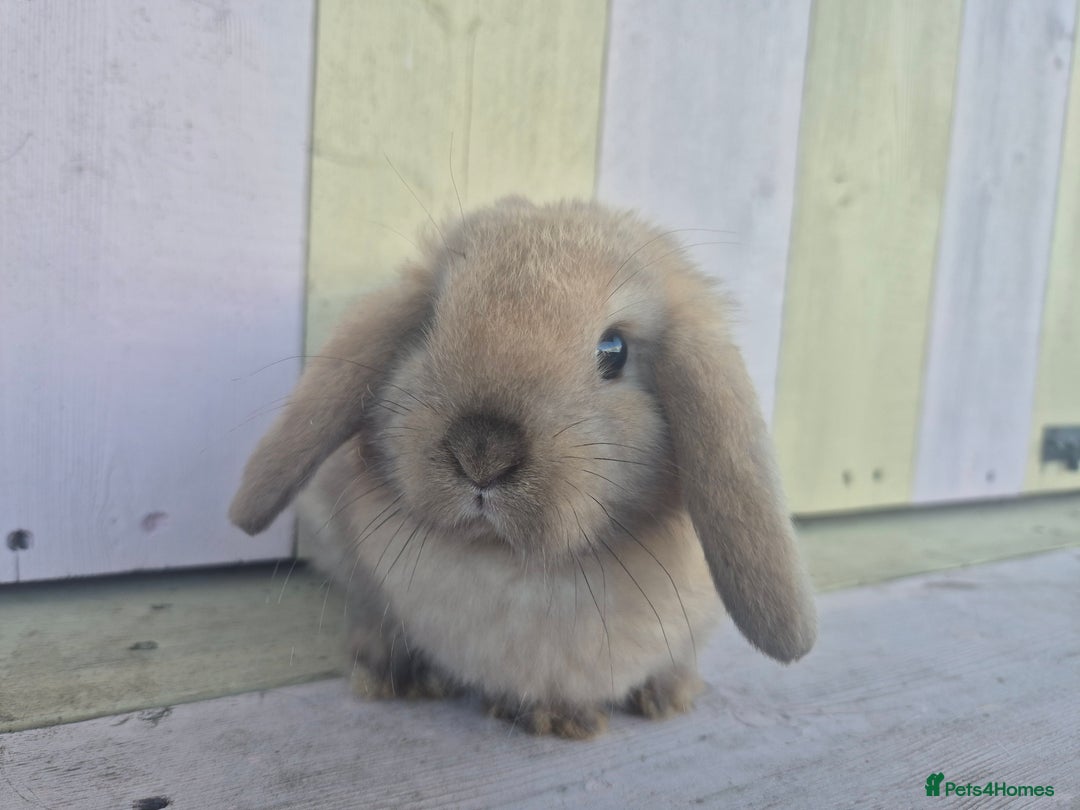 Mini Lop rabbits for sale: 💙 Beautiful and friendly mini lop boys 💙 - Advert 4