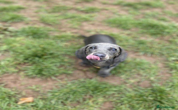 Dachshund dogs - Advert 1