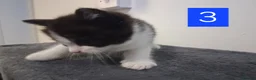 Domestic Shorthair cats for sale: TUXEDO KITTENS  - Advert 14