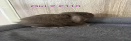 Mini Lop rabbits for sale: Pure Baby Mini Lops For Sale - Advert 6