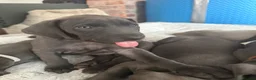 Weimaraner dogs for sale: KC Reg Weimaraner Puppies Silver & Blue - Advert 19