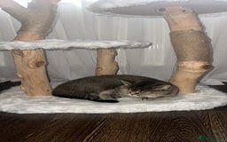 Scottish Fold cats for sale: Scottish straight - Advert 8