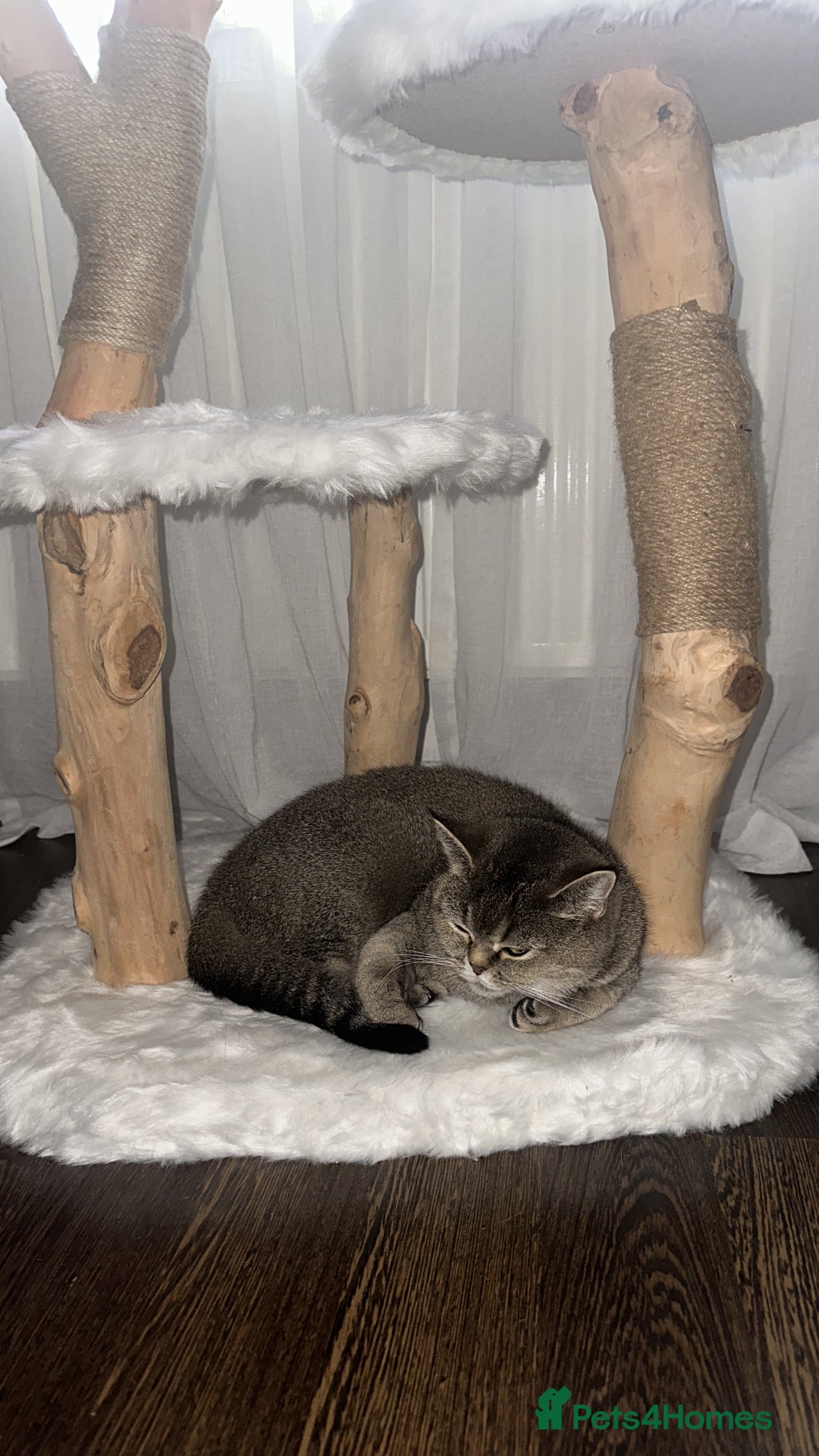 Scottish Fold cats for sale: Scottish straight - Advert 8