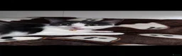 Mixed Breed cats for sale: 4 beautiful kittens  in Portsmouth - Advert 13