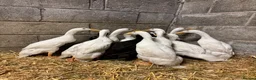 Ducks poultry for sale: Purebred Indian Runner Ducks - Advert 7