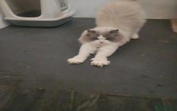 Ragdoll cats for sale: Amazing Mufasa - Image 7