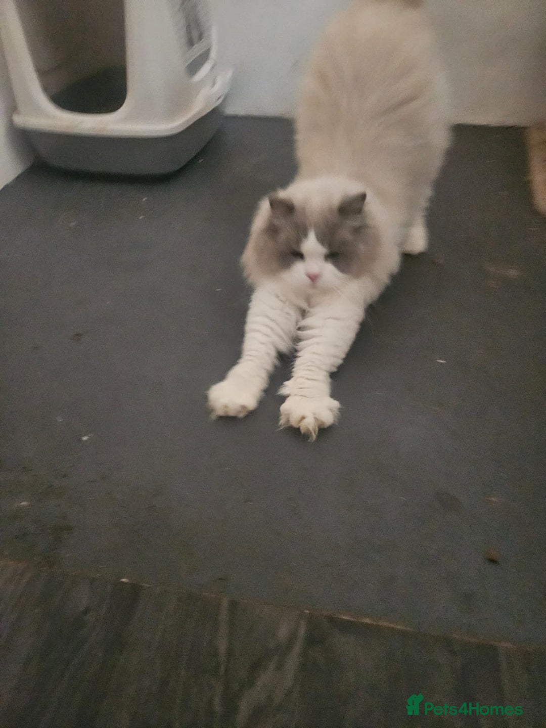 Ragdoll cats for sale: Amazing Mufasa - Image 7