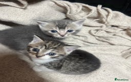 British Shorthair cats for sale: British shorthair mix kittens open to offers - Image 4