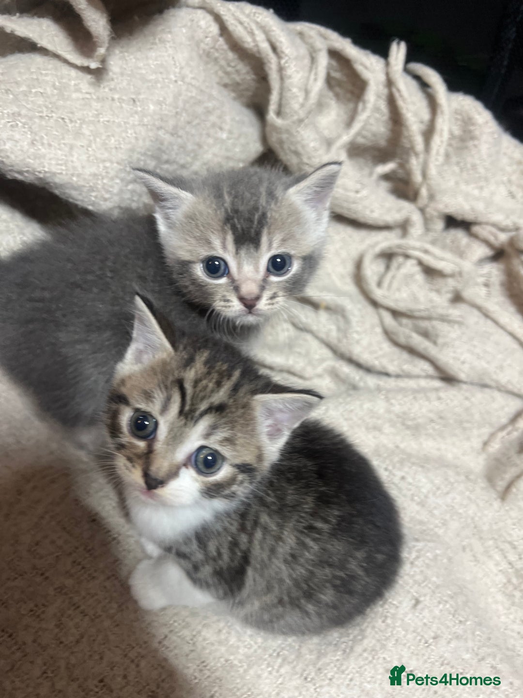 British Shorthair cats for sale: British shorthair mix kittens open to offers - Image 4