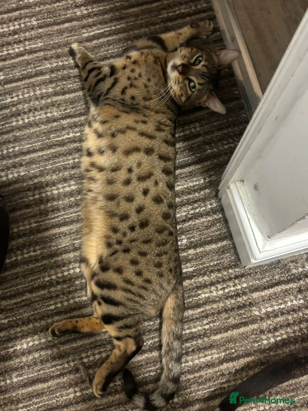 Bengal cats for sale: Neutered female Bengal  - Advert 3