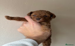 Miniature Poodle dogs for sale: Stunning Miniature Poodles  - Image 1