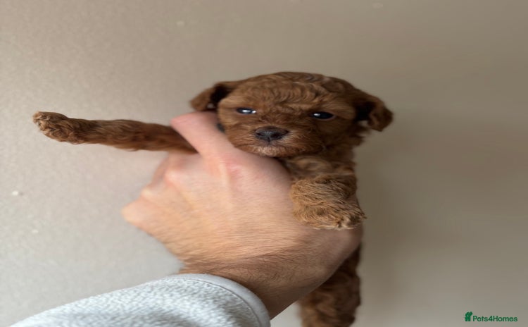 Miniature Poodle dogs - Advert 2
