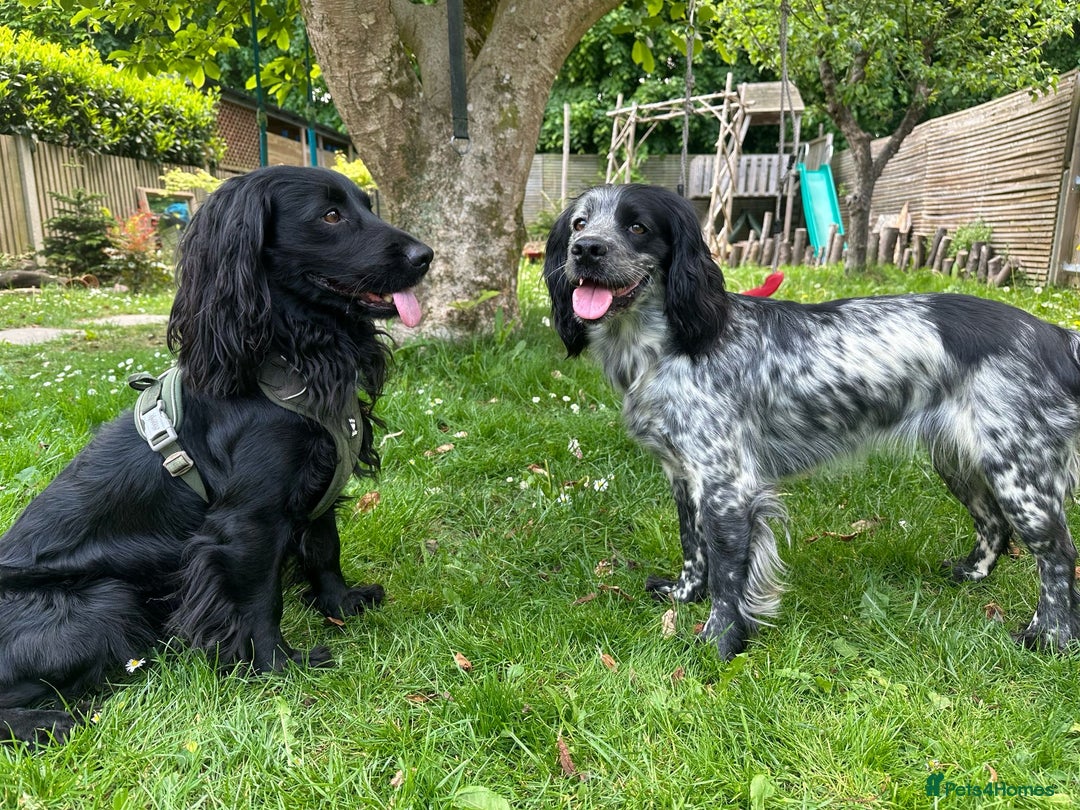 Cocker Spaniel dogs for sale: Beautiful Working Cocker Spaniel Puppies for Sale - Image 8