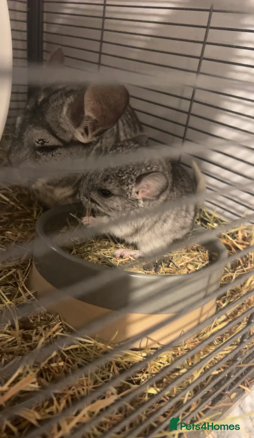 Chinchilla rodents for sale: Gorgeous baby Chinchillas  - Advert 2