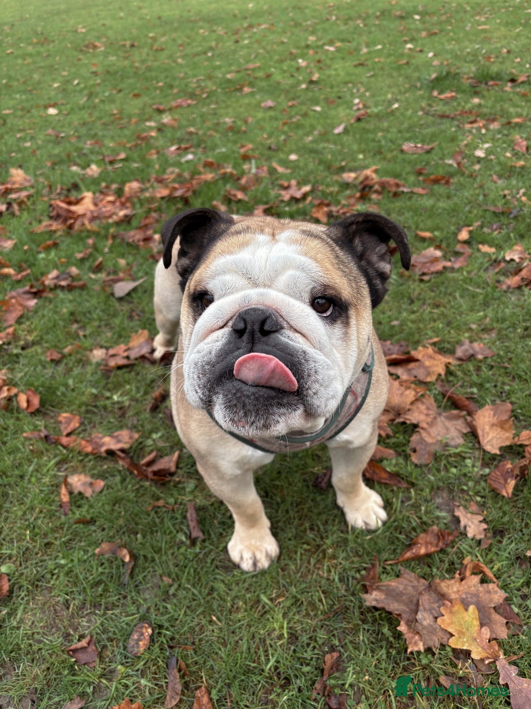 English Bulldog dogs for stud: Proven KC English Bulldog for Stud - Advert 10