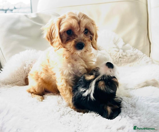 Cavapoo dogs - Advert 4