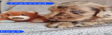 Cockapoo 5