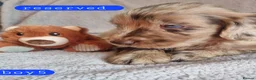 Cockapoo dogs for sale: Cockapoo Merle Puppies  - Advert 11