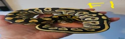 Python Snake reptiles for sale: CB25 Royal python hatchlings - Advert 9