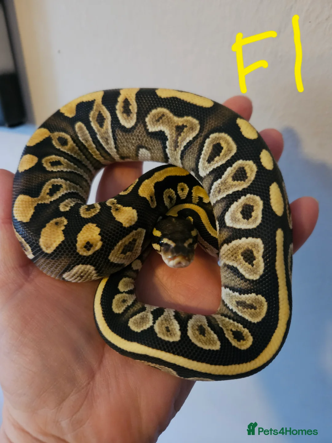 Python Snake reptiles for sale: CB25 Royal python hatchlings - Advert 9