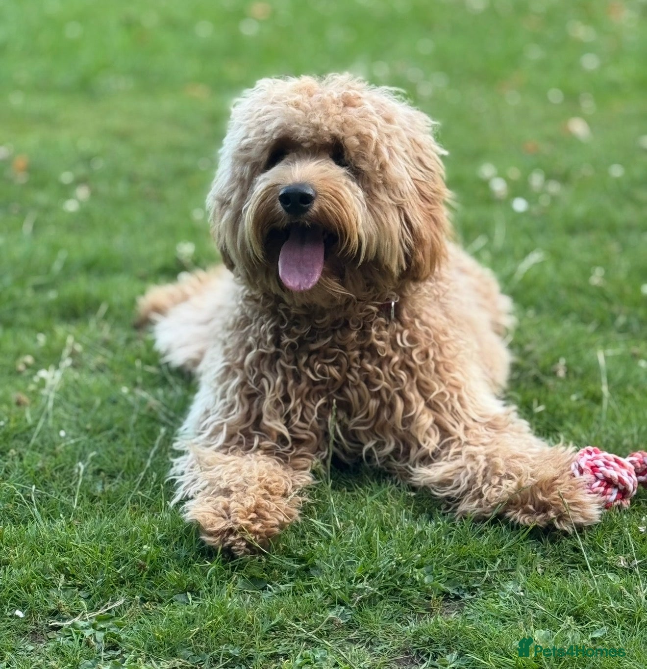 Goldendoodle dogs Beautiful Golden Doodle puppies 3 boys 3 girls  - Advert 1