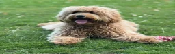 Goldendoodle dogs for sale: Beautiful Golden Doodle puppies 3 boys 3 girls  in Stoke-on-Trent - Advert 1
